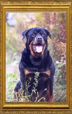 Diesel Rodebaugh - 2006-2016